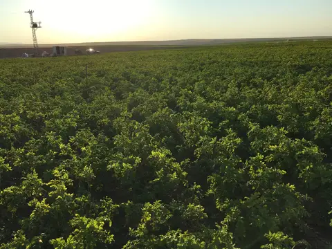Emirdağ, Afyonkarahisar saha ziyareti (Temmuz 2016) — patates