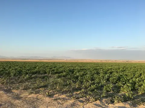 Emirdağ, Afyonkarahisar saha ziyareti (Temmuz 2016) — patates