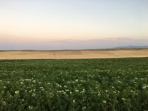 Emirdağ, Afyonkarahisar saha ziyareti (Temmuz 2016) — patates