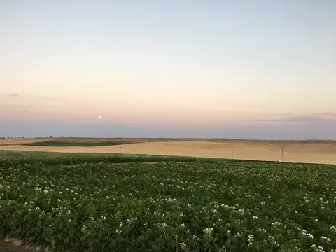 Emirdağ, Afyonkarahisar saha ziyareti (Temmuz 2016) — patates
