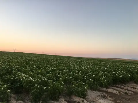 Emirdağ, Afyonkarahisar saha ziyareti (Temmuz 2016) — patates