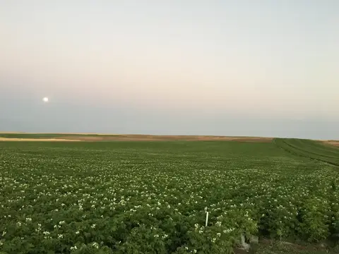 Emirdağ, Afyonkarahisar saha ziyareti (Temmuz 2016) — patates