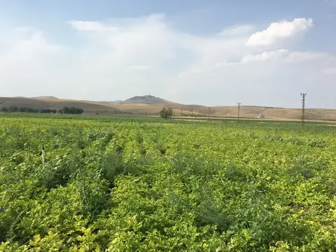 Afyonkarahisar saha ziyareti (Ağustos 2016) — domates