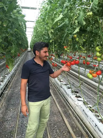 Afyonkarahisar saha ziyareti (Ağustos 2016) — domates