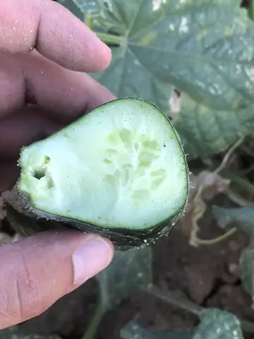 Afyonkarahisar Merkez, Afyonkarahisar saha ziyareti (Temmuz 2019) — salatalık