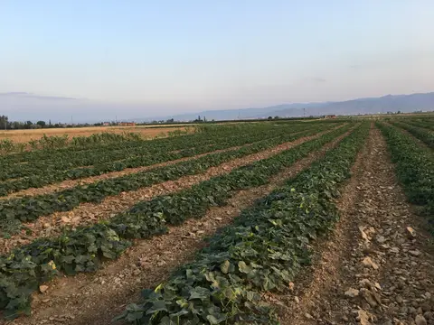 Afyonkarahisar Merkez, Afyonkarahisar saha ziyareti (Temmuz 2019) — salatalık