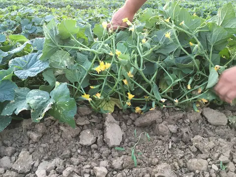 Afyonkarahisar Merkez, Afyonkarahisar saha ziyareti (Temmuz 2019) — salatalık