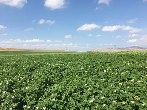 Emirdağ, Afyonkarahisar saha ziyareti (Temmuz 2019) — patates