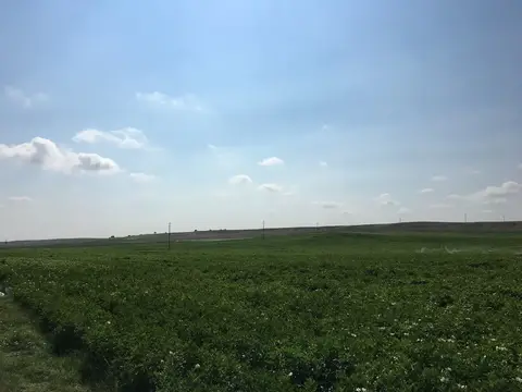Emirdağ, Afyonkarahisar saha ziyareti (Temmuz 2019) — patates