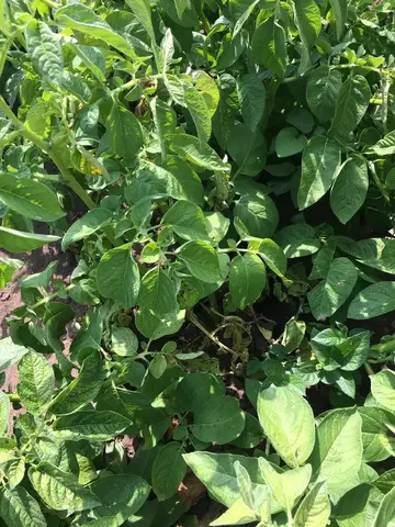 Emirdağ, Afyonkarahisar saha ziyareti (Temmuz 2019) — patates