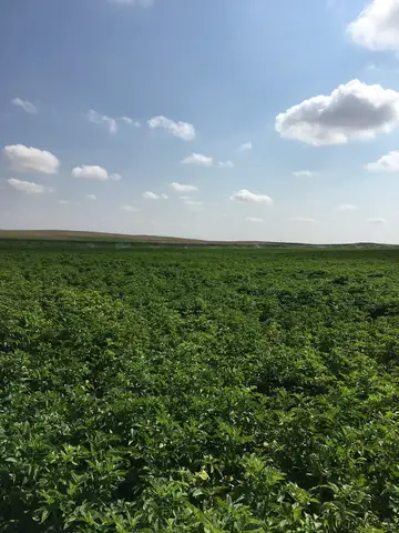 Emirdağ, Afyonkarahisar saha ziyareti (Temmuz 2019) — patates