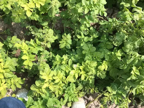 Emirdağ, Afyonkarahisar saha ziyareti (Temmuz 2019) — patates