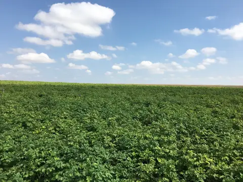 Emirdağ, Afyonkarahisar saha ziyareti (Temmuz 2019) — patates