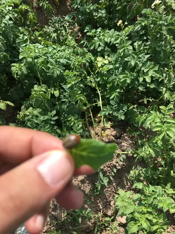 Emirdağ, Afyonkarahisar saha ziyareti (Temmuz 2019) — patates