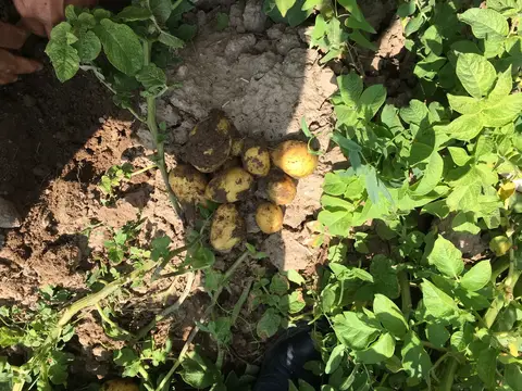 Emirdağ, Afyonkarahisar saha ziyareti (Temmuz 2019) — patates