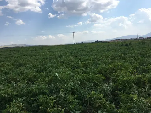 Sandıklı, Afyonkarahisar saha ziyareti (Temmuz 2019) — patates