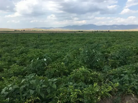 Sandıklı, Afyonkarahisar saha ziyareti (Temmuz 2019) — patates
