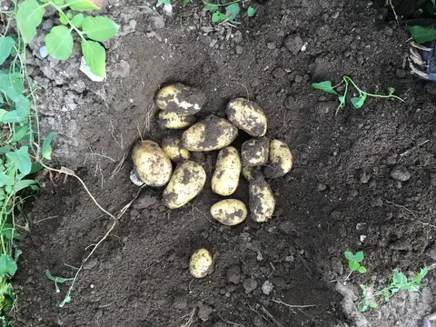 Sandıklı, Afyonkarahisar saha ziyareti (Temmuz 2019) — patates