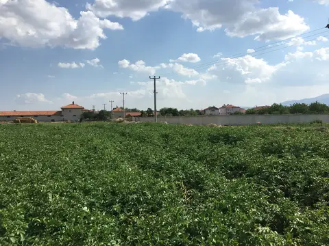 Sandıklı, Afyonkarahisar saha ziyareti (Temmuz 2019) — patates