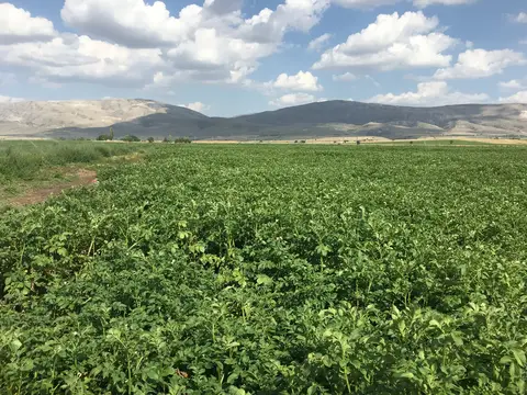 Sandıklı, Afyonkarahisar saha ziyareti (Temmuz 2019) — patates