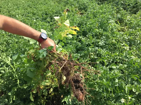 Sandıklı, Afyonkarahisar saha ziyareti (Temmuz 2019) — patates