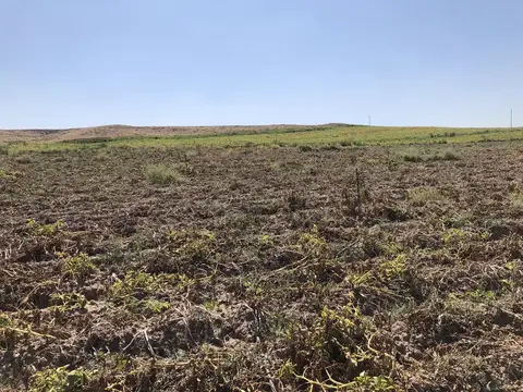 Afyonkarahisar saha ziyareti (Eylül 2019) — patates