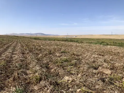 Afyonkarahisar saha ziyareti (Eylül 2019) — patates