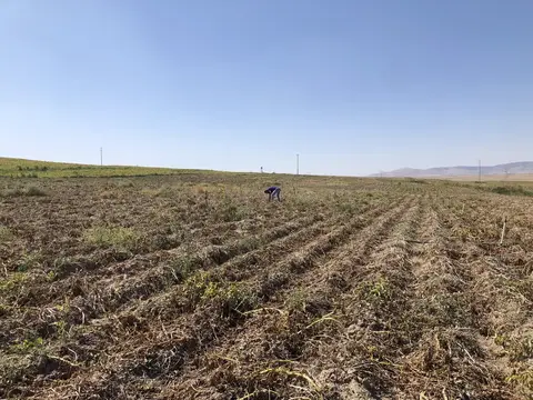 Afyonkarahisar saha ziyareti (Eylül 2019) — patates