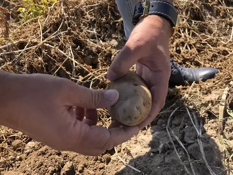 Emirdağ, Afyonkarahisar saha ziyareti (Eylül 2019) — patates