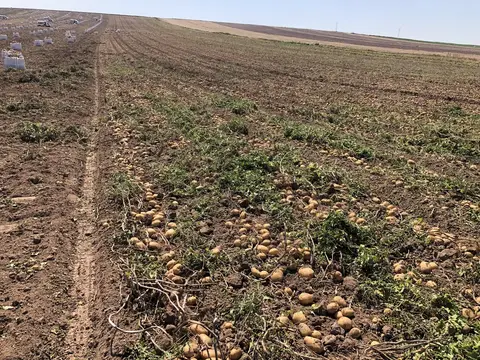 Emirdağ, Afyonkarahisar saha ziyareti (Eylül 2019) — patates
