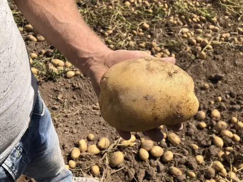 Emirdağ, Afyonkarahisar saha ziyareti (Eylül 2019) — patates