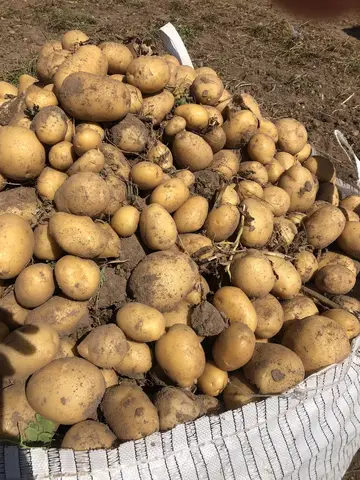 Emirdağ, Afyonkarahisar saha ziyareti (Eylül 2019) — patates