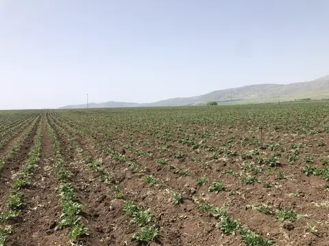 Kızılören, Afyonkarahisar saha ziyareti (Mayıs 2020) — buğday