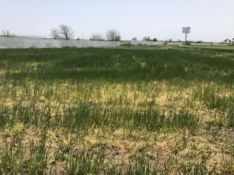 Kızılören, Afyonkarahisar saha ziyareti (Mayıs 2020) — buğday