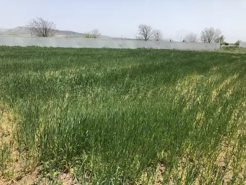 Kızılören, Afyonkarahisar saha ziyareti (Mayıs 2020) — buğday