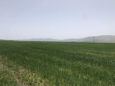Kızılören, Afyonkarahisar saha ziyareti (Mayıs 2020) — buğday