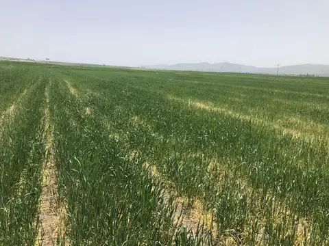 Kızılören, Afyonkarahisar saha ziyareti (Mayıs 2020) — buğday