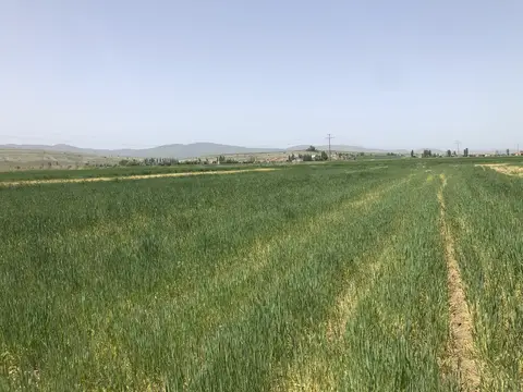 Kızılören, Afyonkarahisar saha ziyareti (Mayıs 2020) — buğday