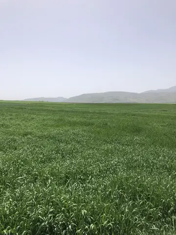 Kızılören, Afyonkarahisar saha ziyareti (Mayıs 2020) — buğday