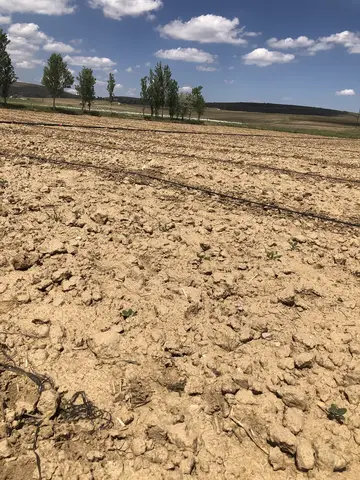İscehisar, Afyonkarahisar saha ziyareti (Haziran 2020) — kabak