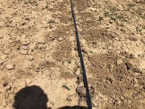 İscehisar, Afyonkarahisar saha ziyareti (Haziran 2020) — kabak