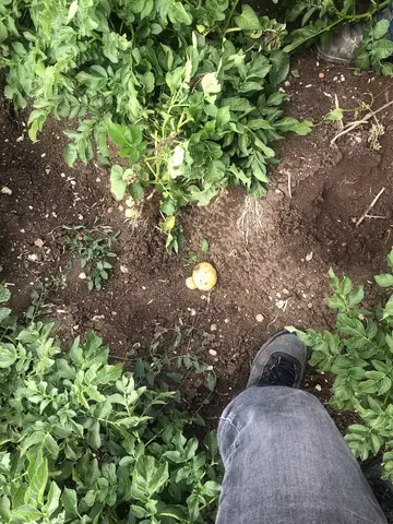 Kızılören, Afyonkarahisar saha ziyareti (Haziran 2020) — patates
