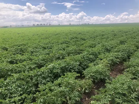 Kızılören, Afyonkarahisar saha ziyareti (Haziran 2020) — patates