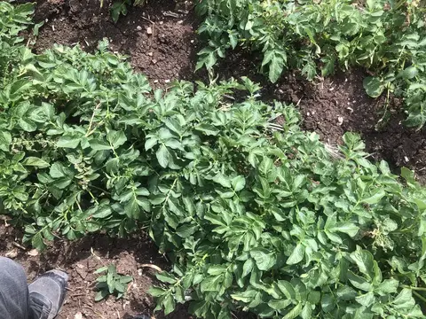 Kızılören, Afyonkarahisar saha ziyareti (Haziran 2020) — patates