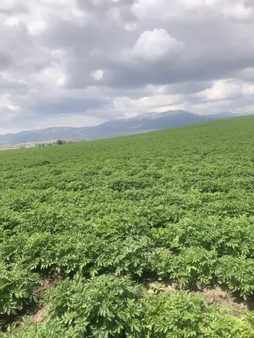 Kızılören, Afyonkarahisar saha ziyareti (Haziran 2020) — patates