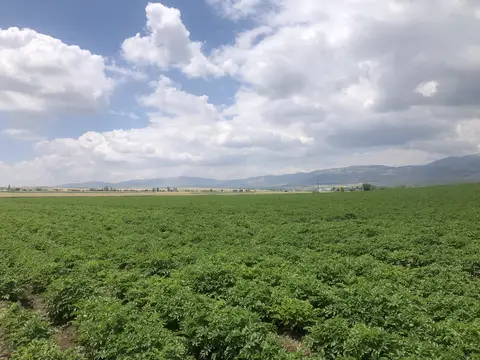 Kızılören, Afyonkarahisar saha ziyareti (Haziran 2020) — patates