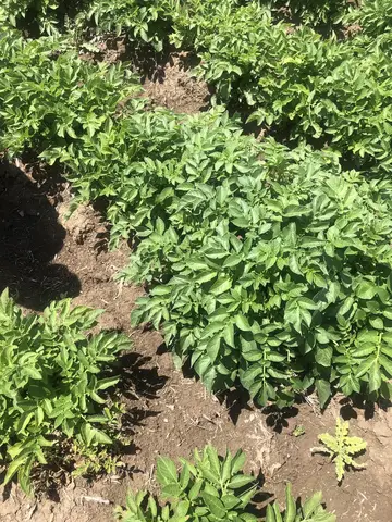 Kızılören, Afyonkarahisar saha ziyareti (Haziran 2020) — patates