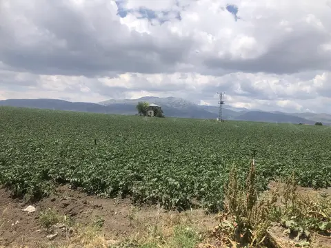Kızılören, Afyonkarahisar saha ziyareti (Haziran 2020) — patates