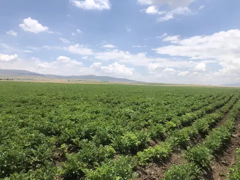 Sandıklı, Afyonkarahisar saha ziyareti (Haziran 2020) — buğday, patates