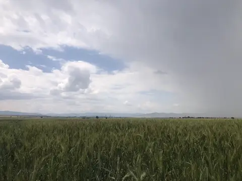 Sandıklı, Afyonkarahisar saha ziyareti (Haziran 2020) — buğday, patates